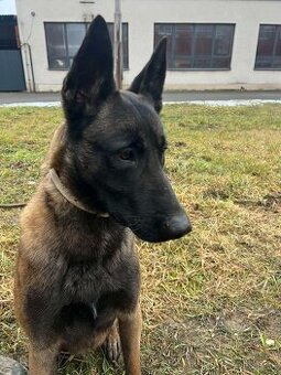 BELGICKÝ  OVČIAK  MALINOIS