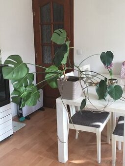 Veľká monstera