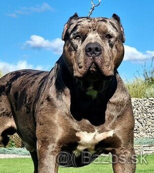 American bully xl xxl