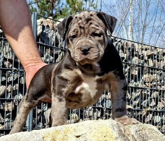 American bully xl xxl