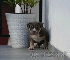 American Bully