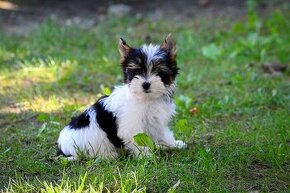 Biewer-yorkshirsky terrier  mini