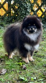 Pomeranian