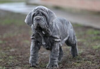 Neapolský mastiff, Mastino napoletano, Neapolitan mastiff