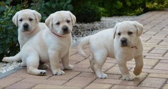 Labrador šteniatka žlté s PP