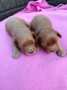 Cavapoo, cavapo, kavapoo