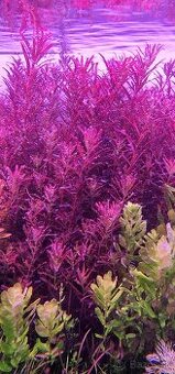 Rastlinky Rotala Blood red