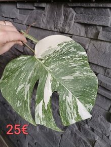 Monstera albo variegata