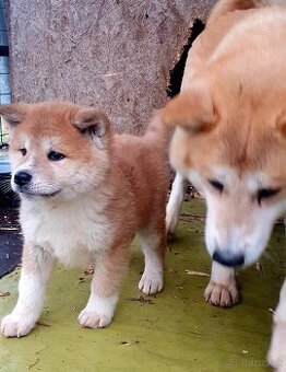 Šteniatko Akita Inu