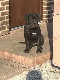 NAPREDAJ CANE CORSO S PP