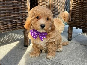 Maltipoo - šteniatka - 1