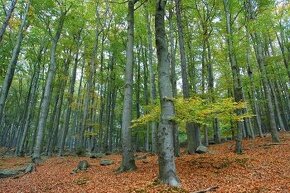 Predám podiel lesov -obec Hanková okres Rožňava