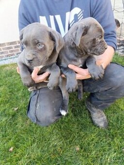 Cane corso modré šteniatka