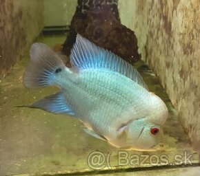 Flowerhorn Thai Silk