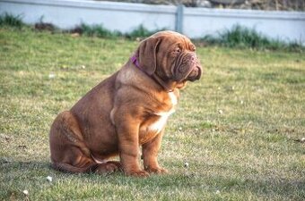 Dogue de Bordeaux, Bordeauxska doga, Bordo doga