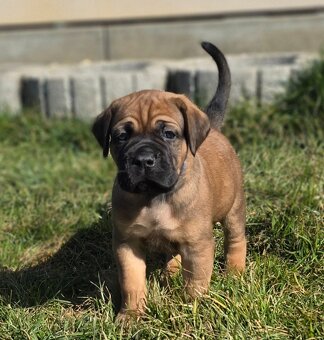 Šteniatka Cane Corso s PP