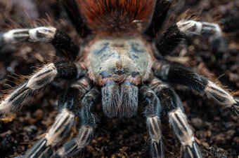 Pavúky - tarantuly - vtáčkare