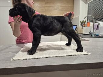 cane corso