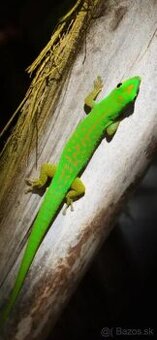 Phelsuma astriata, astriata