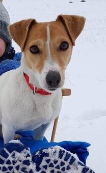 Darujem Jack Russell teriér