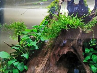 Taiwan moss - 1