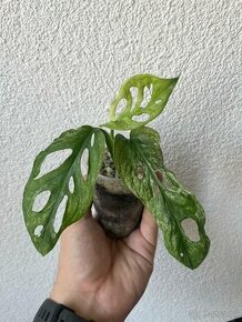 Monstera adansonii mint