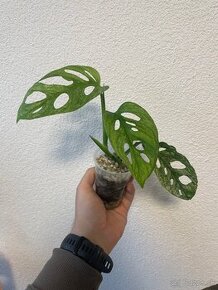 Monstera adansonii mint