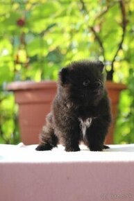 Pomeranian - 1