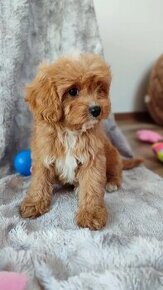 Cavapoo kavapoo