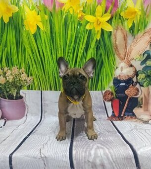 Francúzsky buldoček s PP/French bulldog