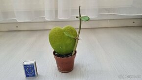 Hoya kerrii - srdiečkovy "kaktus", voskovka, sukulent :)