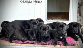 Šteniatka Cane Corso s pp FCI