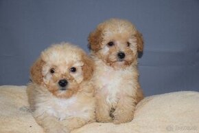 Maltipoo