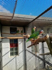 Amazoňan kubánsky (Amazona leucocephala)