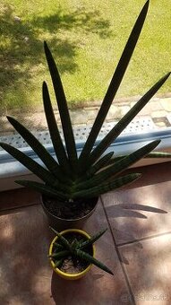 Sansevieria oddelok