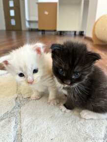 mačiatká mainske mývalie mačky/maine coon