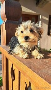 Yorkshire terrier - 1