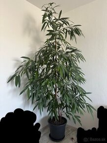 Ficus binnendijkii