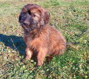 Briard plavy