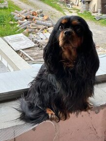 Cavalier king čarles spaniel.