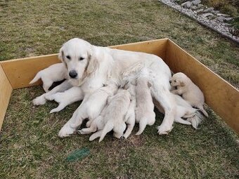 Zlatý retriever šteniatka