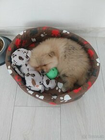 Pomeranian mini