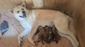 Akita inu šteniatka