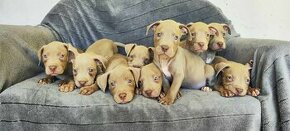 Americký pitbulterier pitbull pit bull silverfawn lilac rar