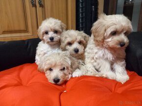 Maltipoo šteniatka.