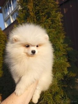 Pomeranian Spitz - trpaslík je chlapec a dívka.