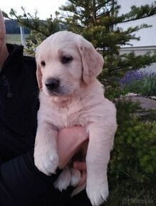 Zlatý retriever/Golden retriever