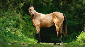 American Quarter Horse buckskin klisna, nominace na Futurity - 1