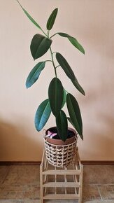 Ficus Elastica longifolia / Fikus / Gumovník L