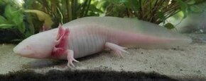 Axolotl